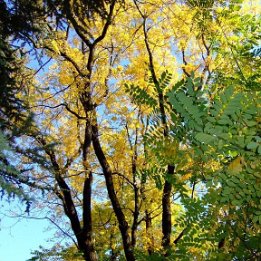 automne2007007