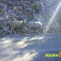 ventoux042