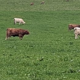 PXL_20251101_155654578.MP