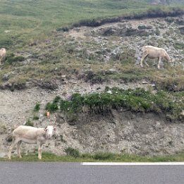 PXL_20250625_090255483.MP