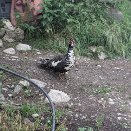 PXL_20250626_073904491.MP