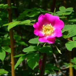 fleurs006
